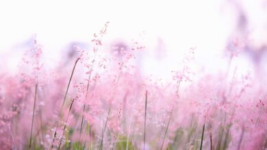 Finding Peace… – COME MEDITATE IN CONNECTICUT Finding Peace… – COME MEDITATE IN CONNECTICUT