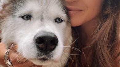 Five Meds That’ve Helped my Dog’s Dementia — YOGABYCANDACE Five Meds That’ve Helped my Dog’s Dementia — YOGABYCANDACE