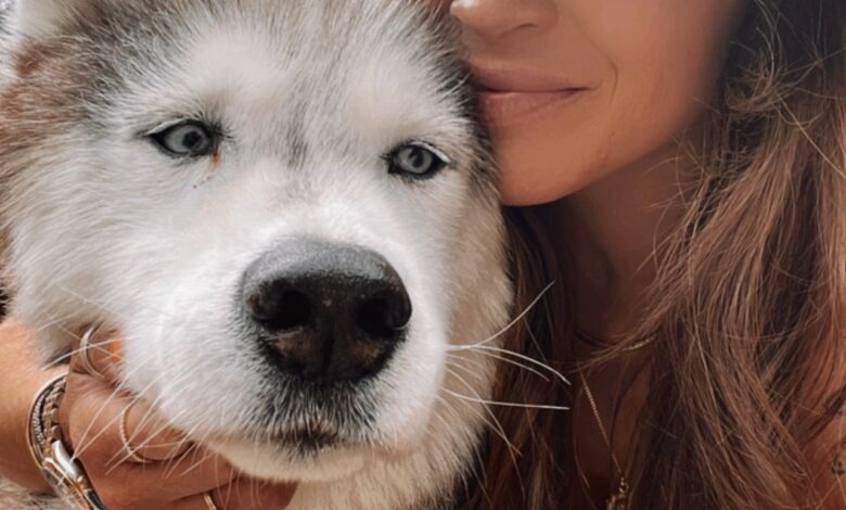 Five Meds That’ve Helped my Dog’s Dementia — YOGABYCANDACE Five Meds That’ve Helped my Dog’s Dementia — YOGABYCANDACE