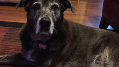 For the Love of a Dog