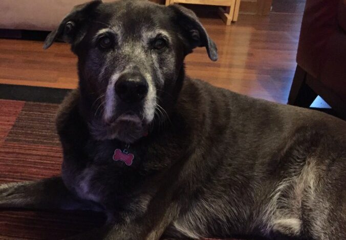 For the Love of a Dog For the Love of a Dog