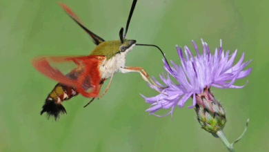 From the smallest to the largest in nature and all the biodiversity in between