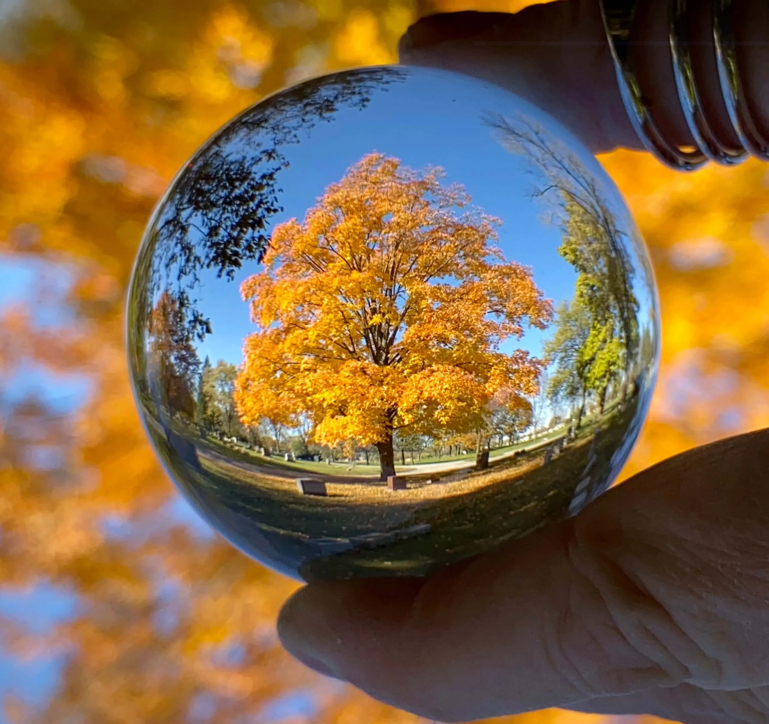 Meditation and Perception