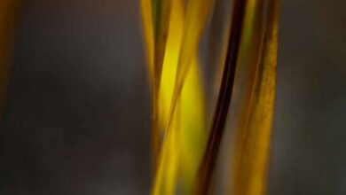 Intuition is a resource – The Meditation Blog Intuition is a resource – The Meditation Blog
