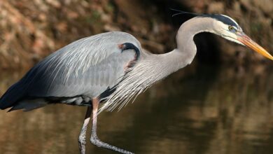 Leader or Laggard? The Reality of Ontario’s Contributions to the Global Wetlands Treaty Leader or Laggard? The Reality of Ontario’s Contributions to the Global Wetlands Treaty