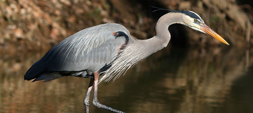 Great blue heron, wading bird, wetland species, Ontario birds, Ontario wildlife, wetland wildlife