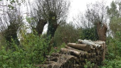 Log Piles for Wildlife – Jessica’s Nature Blog Log Piles for Wildlife – Jessica’s Nature Blog