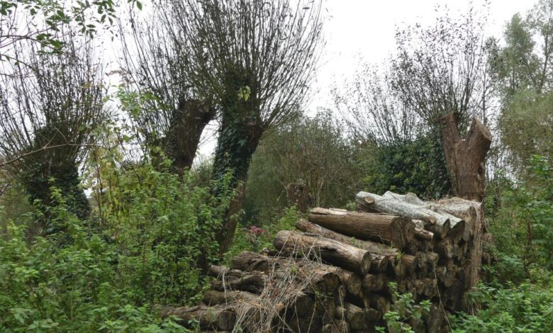 Log Piles for Wildlife – Jessica’s Nature Blog Log Piles for Wildlife – Jessica’s Nature Blog