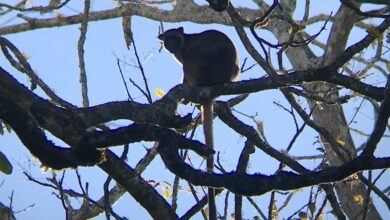 Meet the Kangaroos That Live in Trees Meet the Kangaroos That Live in Trees