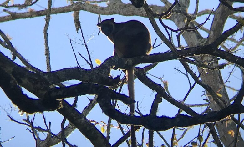 Meet the Kangaroos That Live in Trees Meet the Kangaroos That Live in Trees