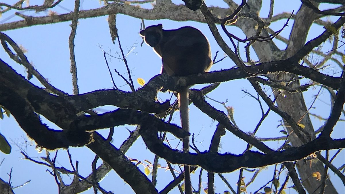The silhouette of a tree kangaroo, with a long tail hanging down from  the branch.