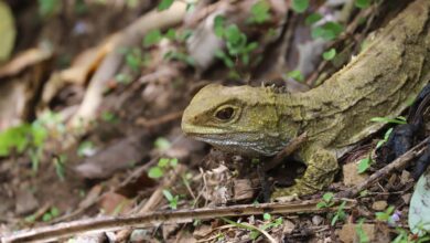 Meet the Tuatara: New Zealand’s Bizarre Ancient Reptile Meet the Tuatara: New Zealand’s Bizarre Ancient Reptile