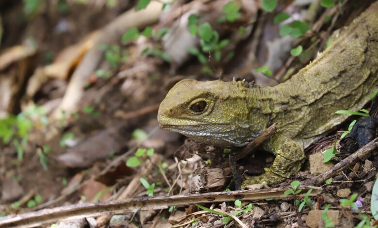 Meet the Tuatara: New Zealand’s Bizarre Ancient Reptile Meet the Tuatara: New Zealand’s Bizarre Ancient Reptile