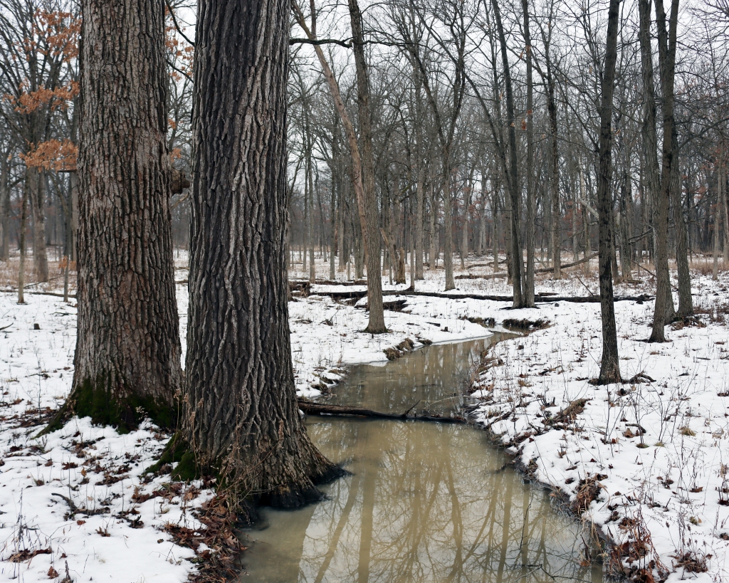 A leisurely stream flows through Wright Woods in Mettawa. Photo © Lake County Forest Preserves.