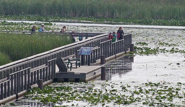 Ontario’s Biodiversity Report Card: Lessons in 2025 Ontario’s Biodiversity Report Card: Lessons in 2025