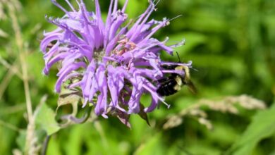Planting for pollinators | Lake County Nature Planting for pollinators | Lake County Nature