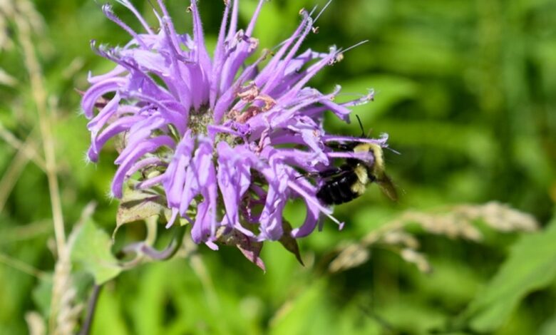 Planting for pollinators | Lake County Nature Planting for pollinators | Lake County Nature