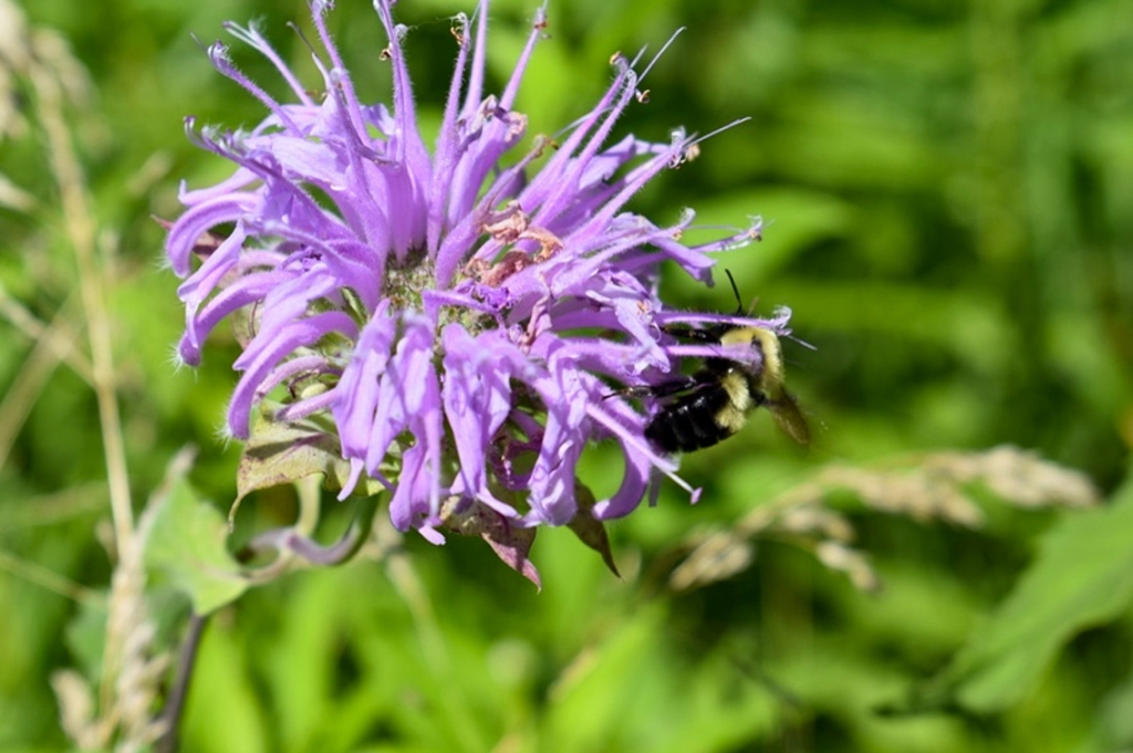 A two-spotted bumble bee (Bombus bimaculatus) feeds on wild bergamot. Photo © Eileen Davis.