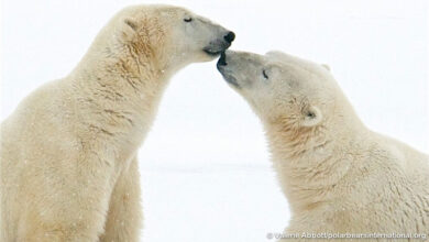 Polar Bear Cam: Live Events Polar Bear Cam: Live Events