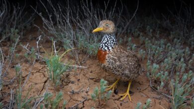 Protecting the Plains-wanderer, Australia’s Odd Inland Shorebird