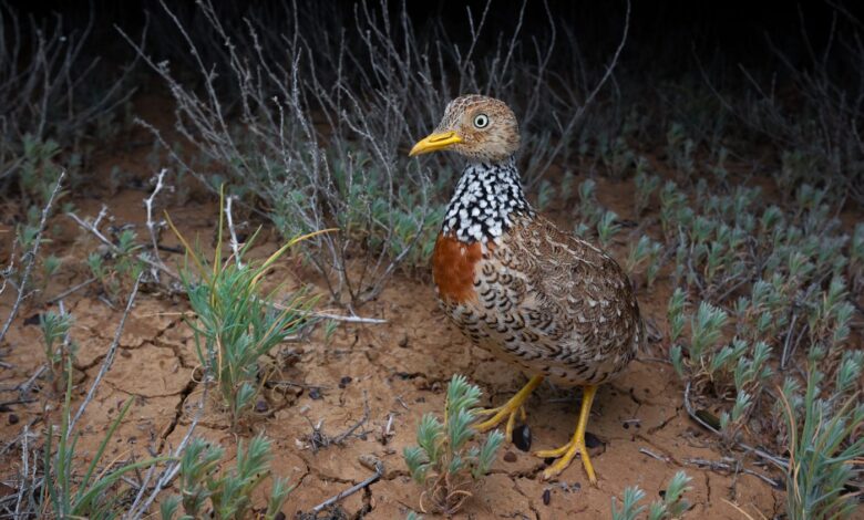 Protecting the Plains-wanderer, Australia’s Odd Inland Shorebird Protecting the Plains-wanderer, Australia’s Odd Inland Shorebird