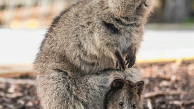 Quokka Fact Sheet | Blog | Nature Quokka Fact Sheet | Blog | Nature