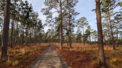Rare Find Provides Evidence of Extraterrestrial Impact