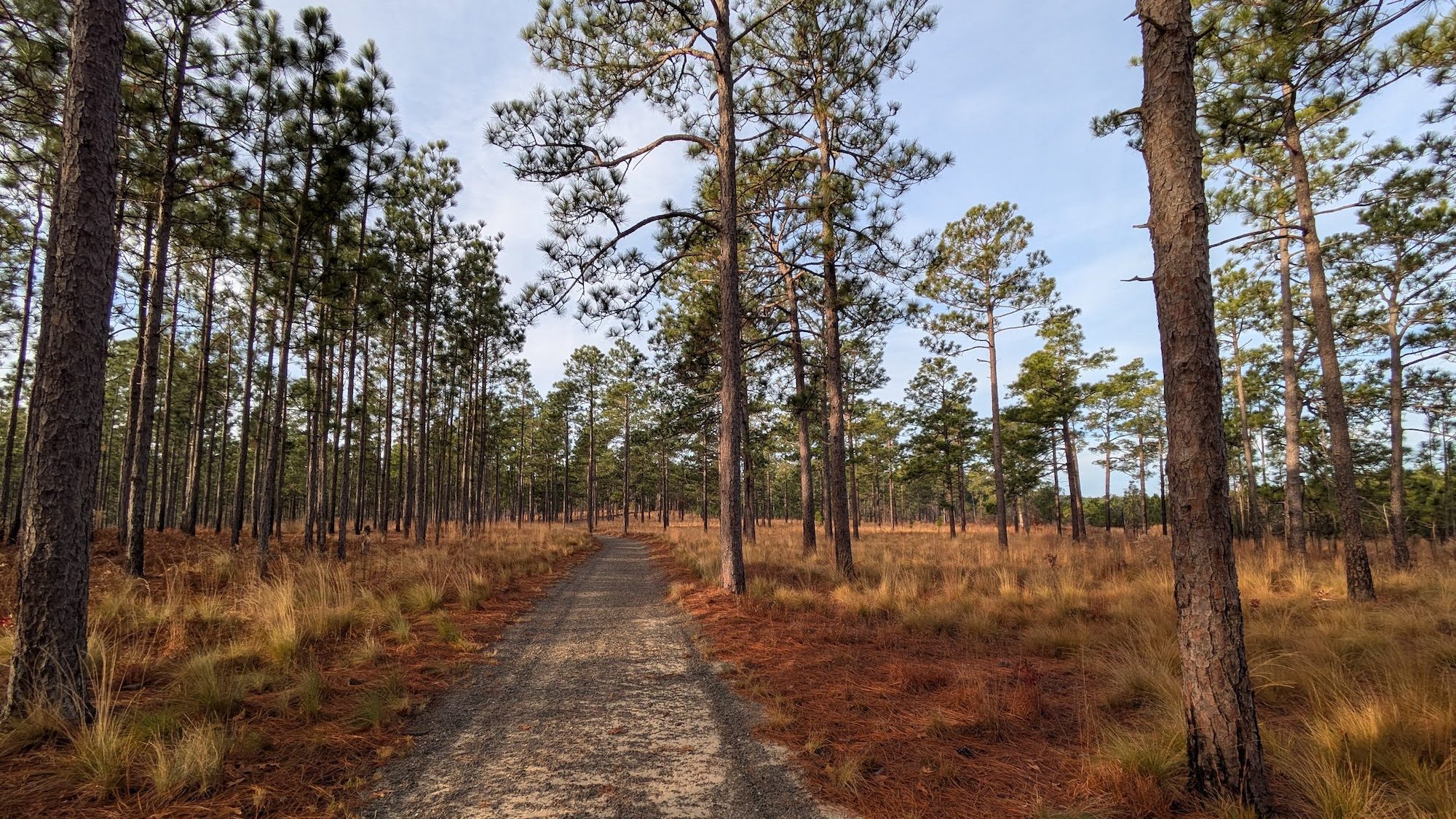 A sandy road running through a pine forest.