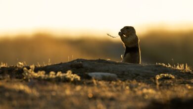 Remote-Controlled Badger Helps Study Prairie Dog Alarm Calls