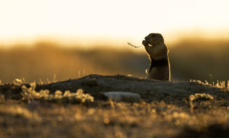Remote-Controlled Badger Helps Study Prairie Dog Alarm Calls Remote-Controlled Badger Helps Study Prairie Dog Alarm Calls
