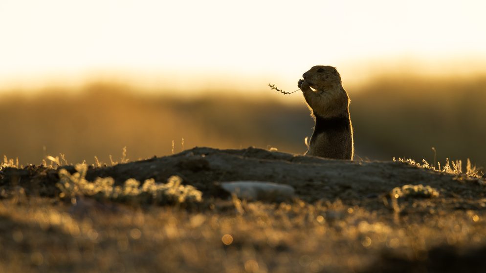 A prairie dog sits outside of his burrow eating a piece of grass.