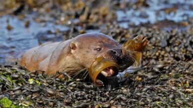 Review of our revamped Shetland Summer Photo-tour – Shetland Nature Review of our revamped Shetland Summer Photo-tour – Shetland Nature