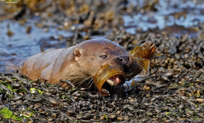 Review of our revamped Shetland Summer Photo-tour – Shetland Nature Review of our revamped Shetland Summer Photo-tour – Shetland Nature