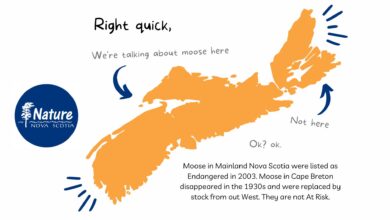 Saving the Mainland Moose of Nova Scotia Saving the Mainland Moose of Nova Scotia