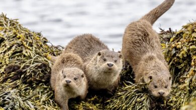 Season’s Greetings and 2022 Round-Up – Shetland Nature Season’s Greetings and 2022 Round-Up – Shetland Nature