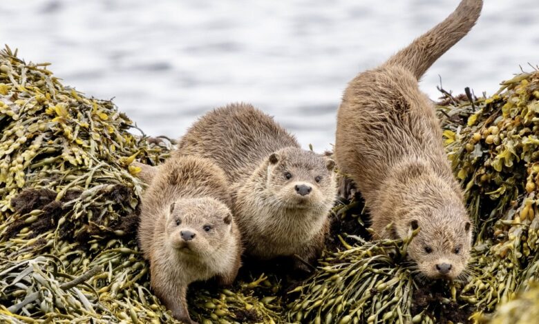 Season’s Greetings and 2022 Round-Up – Shetland Nature Season’s Greetings and 2022 Round-Up – Shetland Nature