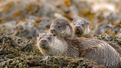 Shetland Otters feature on the latest David Attenborough series: Parenthood – Shetland Nature Shetland Otters feature on the latest David Attenborough series: Parenthood – Shetland Nature