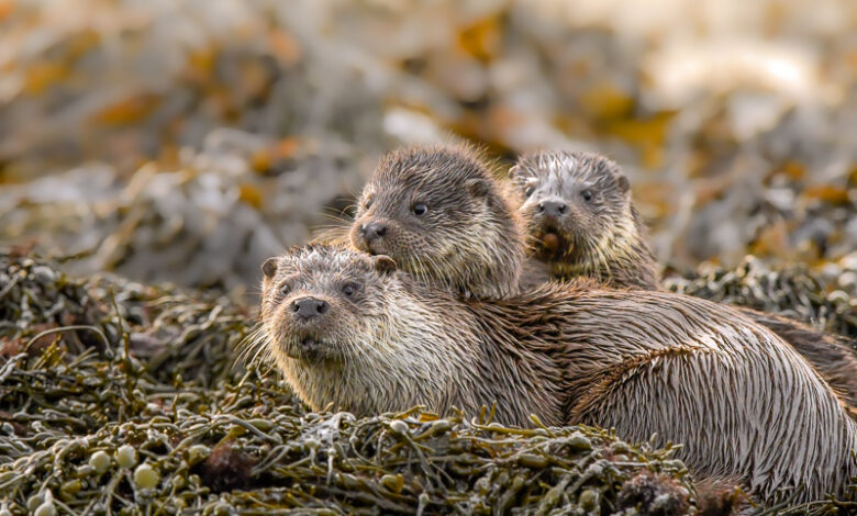 Shetland Otters feature on the latest David Attenborough series: Parenthood – Shetland Nature Shetland Otters feature on the latest David Attenborough series: Parenthood – Shetland Nature