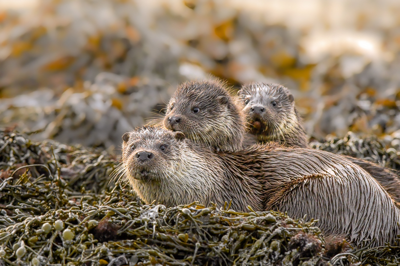 Otter family. Photo: Brydon Thomason.