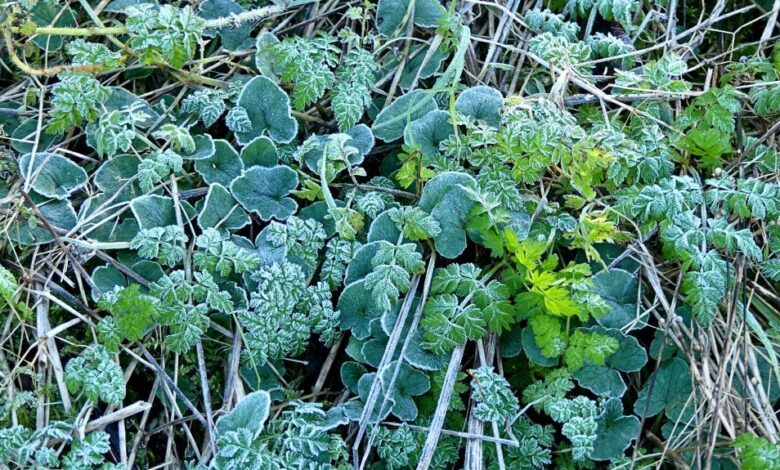 Signs of Life – Jessica’s Nature Blog Signs of Life – Jessica’s Nature Blog