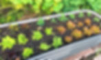 Three varieties of lettuce, and kale and spinach seedlings in a raised garden bed