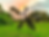 Six Messages from a Wild Garden Six Messages from a Wild Garden