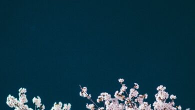 Spring 2025 (Soundcloud Playlist) – Stationary Travels