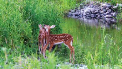 Step into serenity with forest bathing Step into serenity with forest bathing