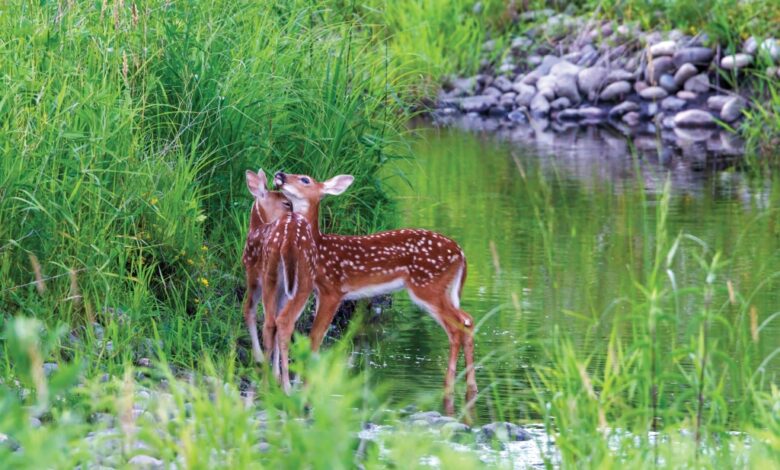 Step into serenity with forest bathing Step into serenity with forest bathing