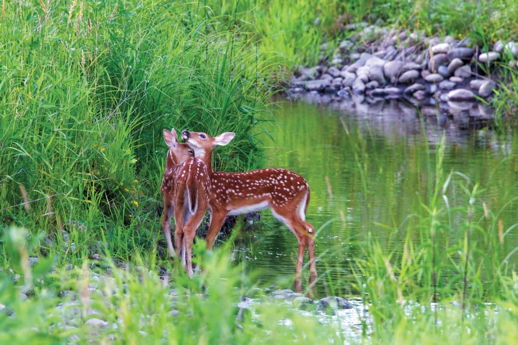 Photographer Dahai Zang snapped a fairytale scene at Buffalo Creek in Long Grove. These two white-tailed deer (Odocoileus virginianus) fawns sport hundreds of white spots on their rusty-brown coats. The markings help them blend into sun-dappled forests and meadows.