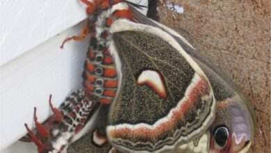The Cecropia Moth: Art on the Wing The Cecropia Moth: Art on the Wing