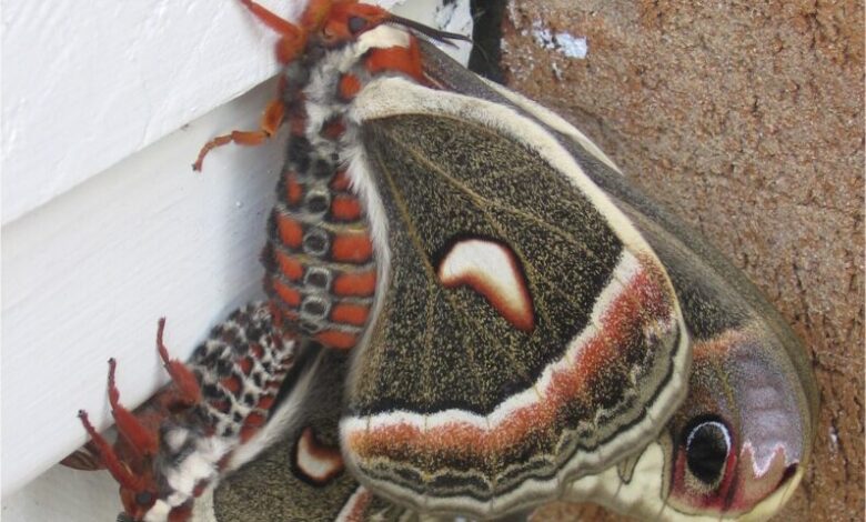 The Cecropia Moth: Art on the Wing The Cecropia Moth: Art on the Wing