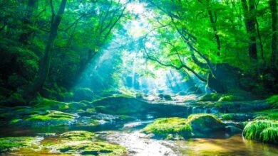 The Healing Power of Nature