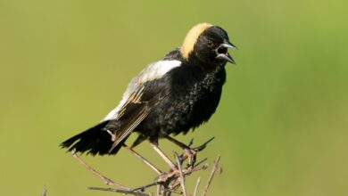 The bird that wears a tuxedo backwards The bird that wears a tuxedo backwards